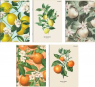 Sešit Top 2000 Letní ovoce A5/60 listů, linkovaný, mix